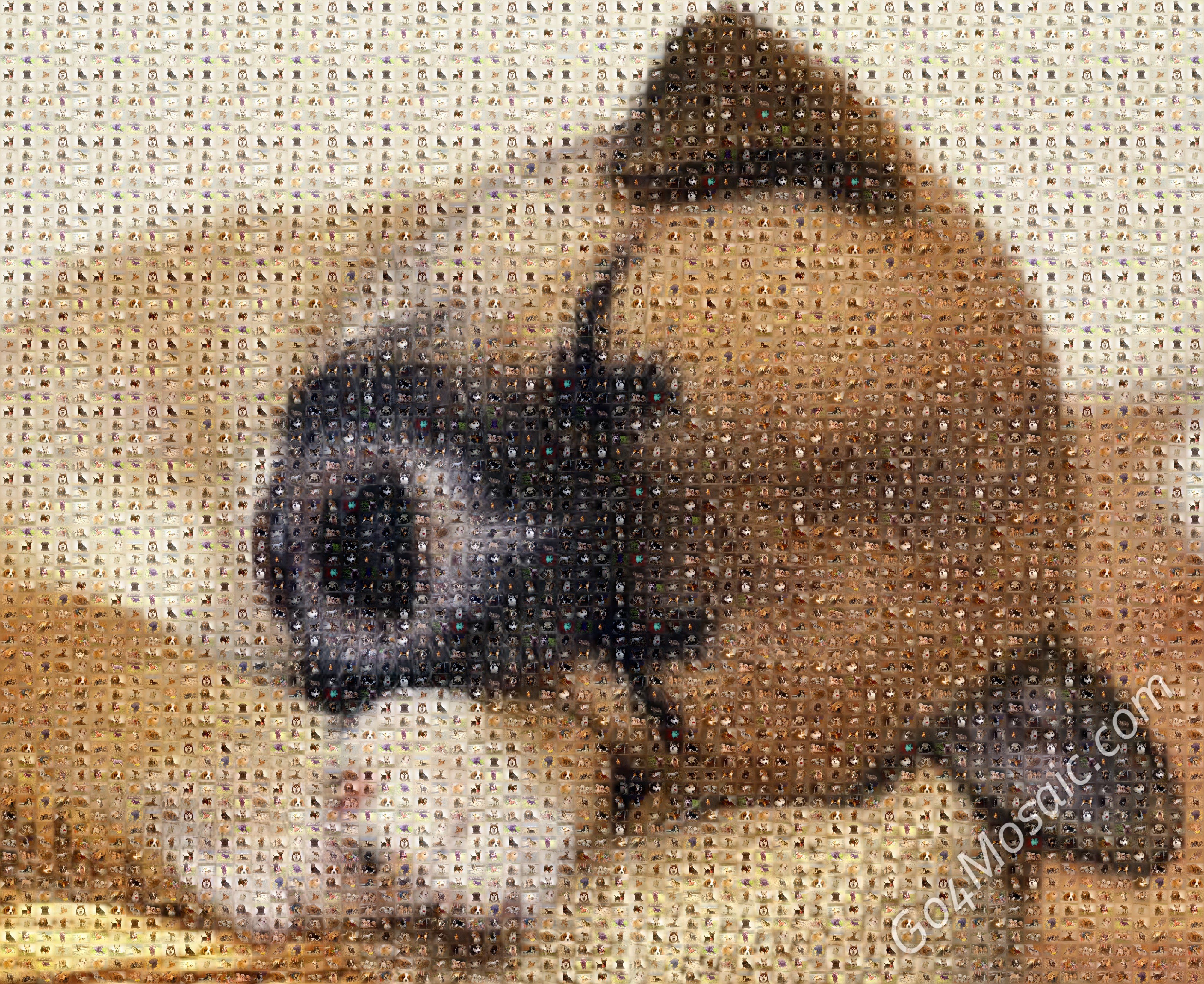 Photo mosaic from Dogs