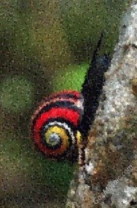 Cuban land snail mosaic from guitar picks