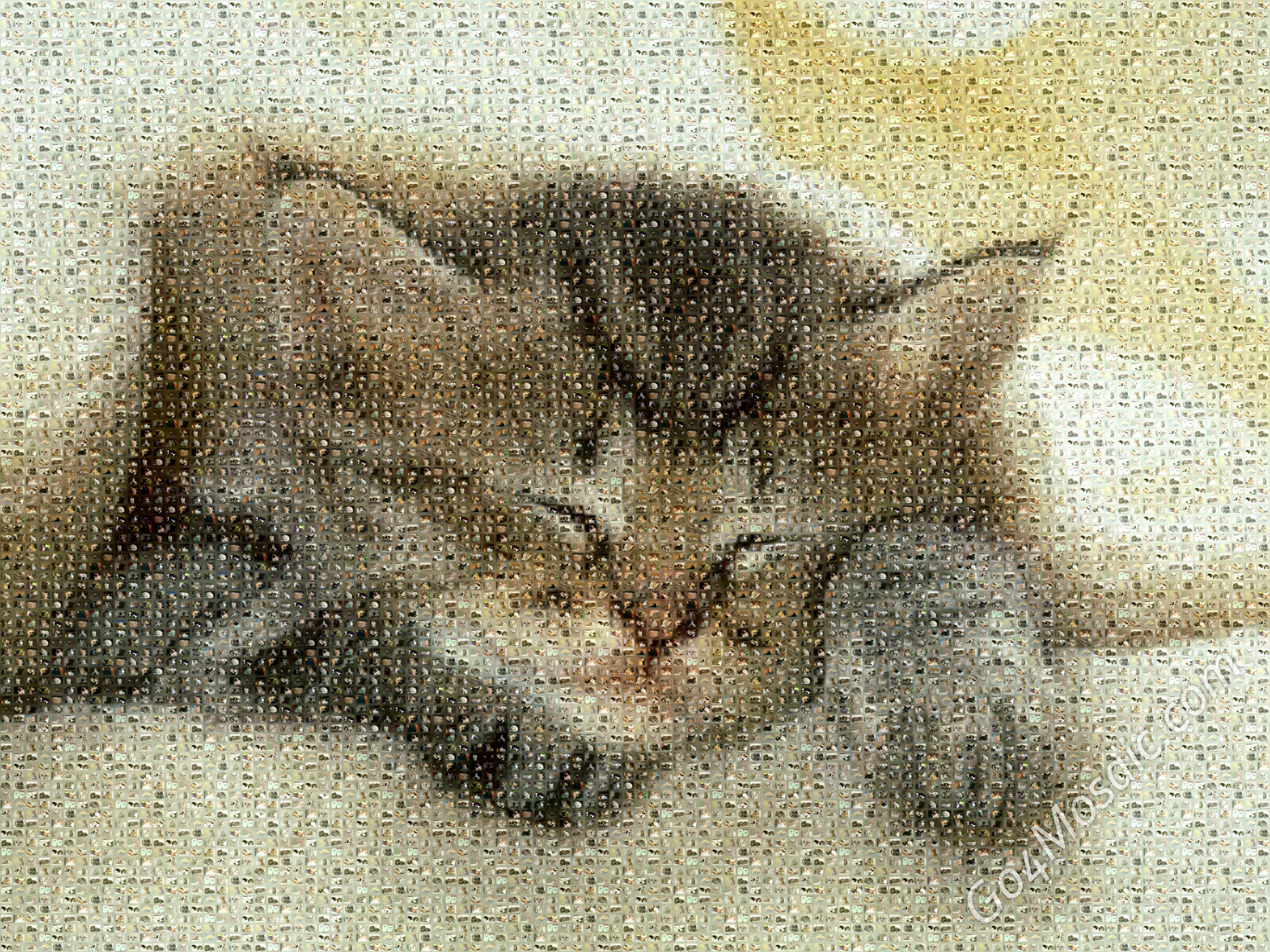 Kitty mosaic from Cats