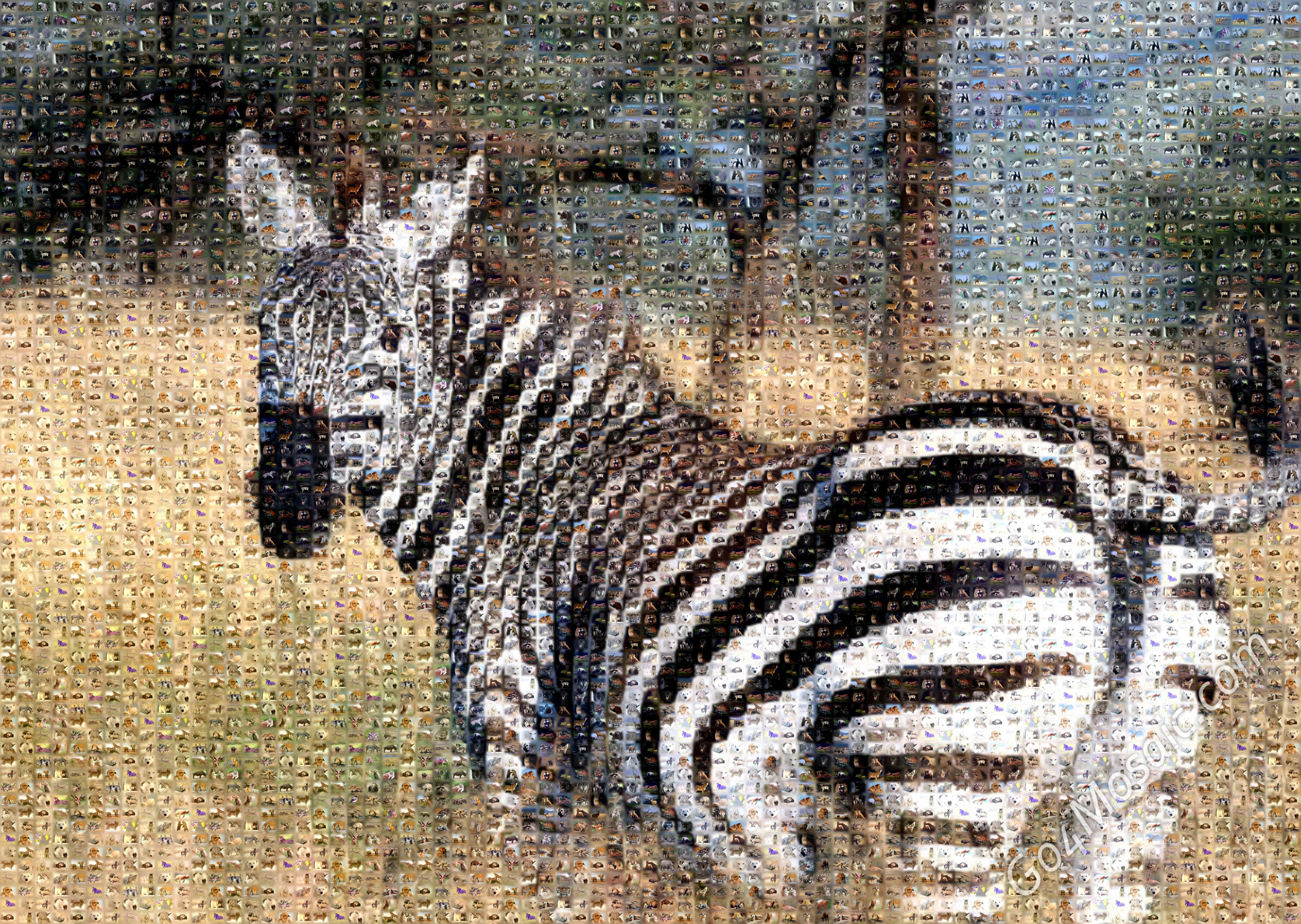Zebra mosaic from Animals