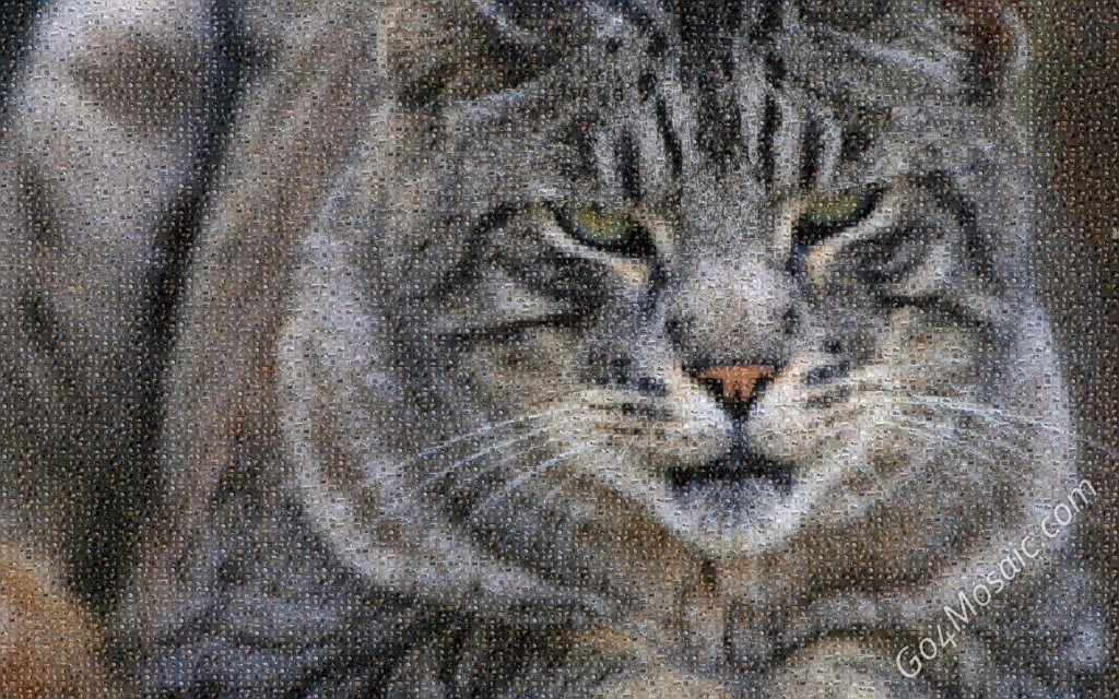 Cat mosaic from cats