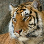 Tiger mosaics from animals - adaptive merging: high