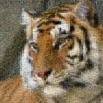 Tiger mosaics from animals - adaptive merging: low