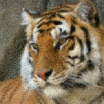 Tiger mosaics from animals - adaptive merging: medium